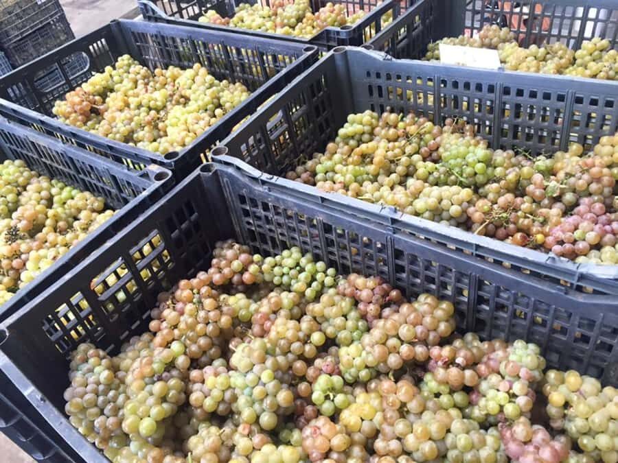 Recorrido + 3 vinos + Maridaje/Tour + 3 wines + Cheese board - What to Expect on the Tour