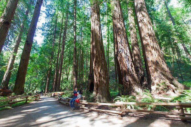 Redwood Retreat: Tour to Muir Woods from San Francisco - An In-Depth Look at the Muir Woods Private Tour
