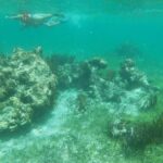 Reef Snorkel, underwater adventure in Puerto Morelos With Transportation & Lunch - Who Will Love This Tour?