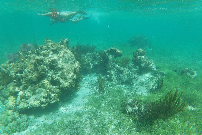 Reef Snorkel, underwater adventure in Puerto Morelos With Transportation & Lunch - Who Will Love This Tour?