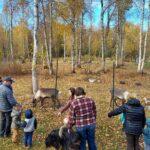Reindeer Meet and Feed - Talkeetna - Analyzing Value and Practicalities