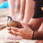 Release of Sea Turtles at Sunset - Why This Tour Is Worth Considering