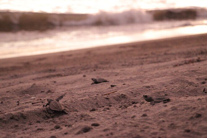 Release of Sea Turtles in Camp Tortuguero - What Travelers Say: Authentic Feedback
