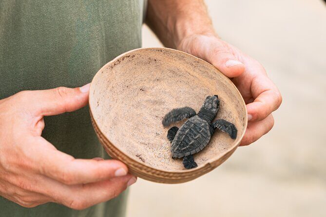 Releasing Turtles During the Sunset - The Experience in Detail