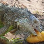 Reptile Eco Tour in Oaxacas Coastal Communities - A Deep Dive into the Reptile Eco Tour Experience