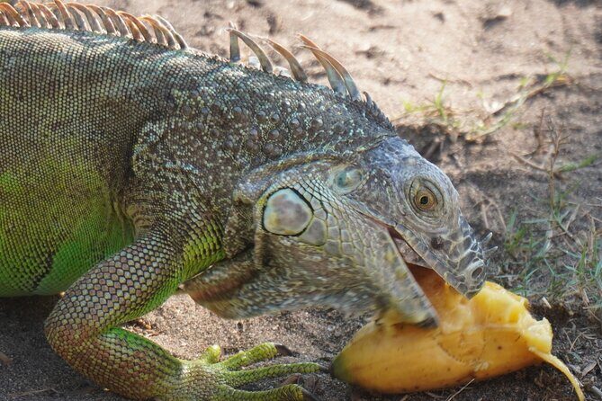 Reptile Eco Tour in Oaxacas Coastal Communities - A Deep Dive into the Reptile Eco Tour Experience