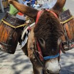 Ride Ajusco mountain trails & enjoy a ranch barbecue - Considerations and Possible Drawbacks