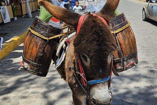 Ride Ajusco mountain trails & enjoy a ranch barbecue - Considerations and Possible Drawbacks