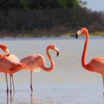 Rio Lagartos and Las Coloradas Day Tour from Cancun - Who Should Consider This Tour?