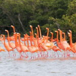 Rio Lagartos and Las Coloradas: EcoSafari Flamingo classic - Itinerary Breakdown