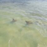 Rio Lagartos and San Felipe: Cerritos Island, adventure tour and Mayan culture. - Practical Details and Value