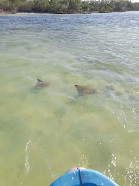 Rio Lagartos and San Felipe: Cerritos Island, adventure tour and Mayan culture. - Practical Details and Value