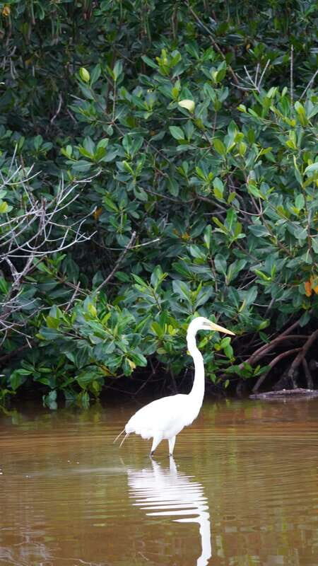 Rio Lagartos and San Felipe: Isla Cerritos, Cenote Kambulnah and Pesca. - Getting Up Close with the Region’s Flora and Fauna