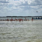 Rio Lagartos Expedition: boat journey through the mangrove - Who Will Love This Tour?