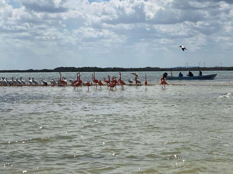 Rio Lagartos Expedition: boat journey through the mangrove - Who Will Love This Tour?