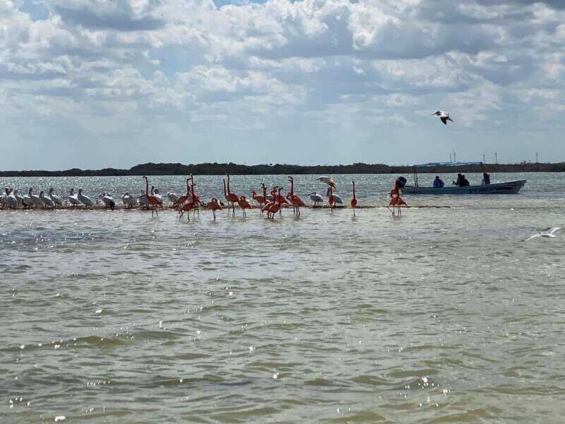 Rio Lagartos Expedition: boat journey through the mangrove - Who Will Love This Tour?