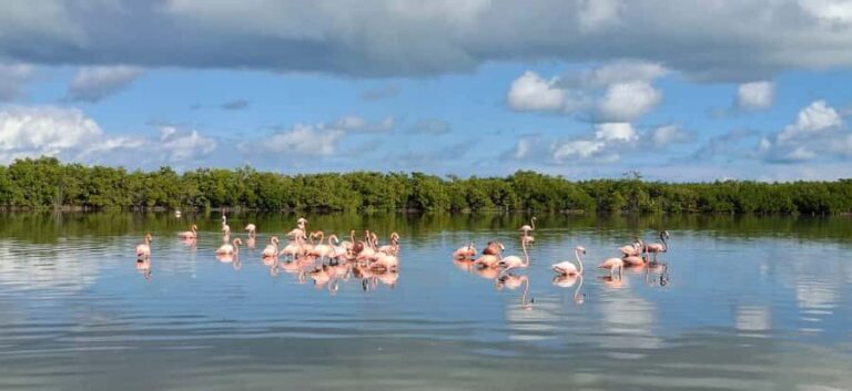 Río Lagartos & Las Coloradas Boat Tour: Flamingos, Mangroves - FAQ