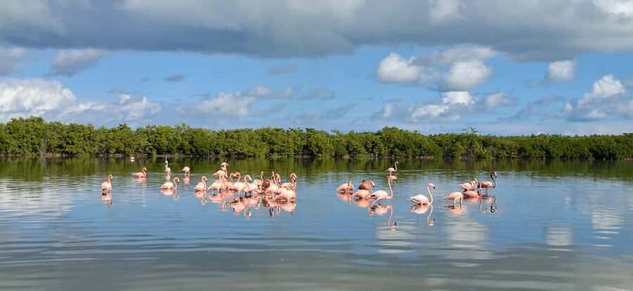 Río Lagartos & Las Coloradas Boat Tour: Flamingos, Mangroves - FAQ
