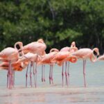Río Lagartos y Las Coloradas Private Tour from Merida - Why This Tour Offers Great Value
