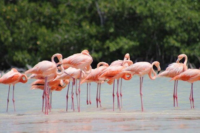 Río Lagartos y Las Coloradas Private Tour from Merida - Why This Tour Offers Great Value