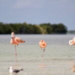 Rio Lagartos+Coloradas Tourist Collective (Lake Rosa)+Cenote - Authentic Experiences and Traveler Insights
