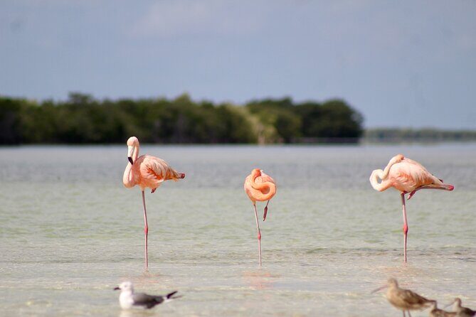 Rio Lagartos+Coloradas Tourist Collective (Lake Rosa)+Cenote - Authentic Experiences and Traveler Insights