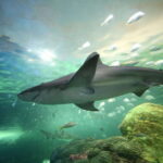 Ripley's Aquarium: Sharks After Dark Entry (After 5PM) - Special Events and Additional Offerings
