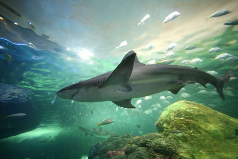 Ripley's Aquarium: Sharks After Dark Entry (After 5PM) - Special Events and Additional Offerings