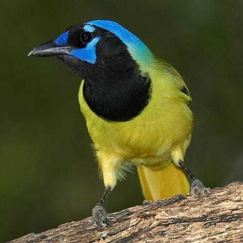 Riviera Maya: Puerto Morelos 4-Hour Bird Watching Tour - What You Can Expect from the Tour