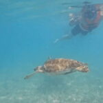 Riviera Maya: Tulum Ruins Tour, Turtle Swimming, Cenotes, and Lunch. - Final Thoughts