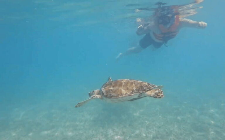 Riviera Maya: Tulum Ruins Tour, Turtle Swimming, Cenotes, and Lunch. - Final Thoughts