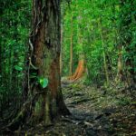 Road to Hana Halfway Tour - Pricing and Value