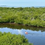 Robinson Preserve Mangrove Tour - The Wildlife and Scenery: More Than Just a Paddle