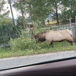 Rocky Mountain National Park Car Tour from Estes Park - Final Thoughts: Who Should Consider This Tour?