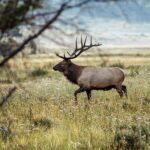 Rocky Mountain National Park: Elk Rut Photography Tour - The Scenic Route and Prime Viewing Spots