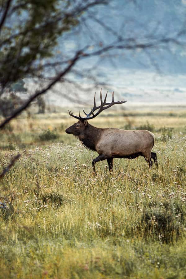 Rocky Mountain National Park: Elk Rut Photography Tour - The Scenic Route and Prime Viewing Spots