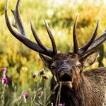 Rocky Mountain National Park- Guided Hiking Tour - Exploring the Itinerary: What to Expect