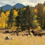 Rocky Mountains: Peak to Peak & Estes Park Small Group Tour - The Value of the Experience