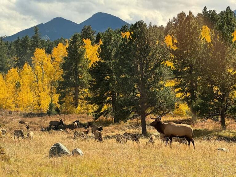 Rocky Mountains: Peak to Peak & Estes Park Small Group Tour - The Value of the Experience
