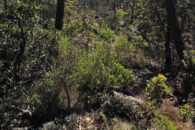 Route to the Peñas Cuatas Science Forest and Adventure - A Closer Look at the Tour Itinerary