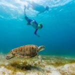 Ruins Sea Turtles and Cenote Adventure in Tulum - Cooling Off in a Cenote