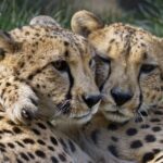 Sacramento Zoo General Admission Ticket - Why This Experience Excels