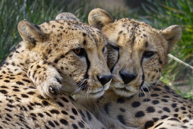 Sacramento Zoo General Admission Ticket - Why This Experience Excels