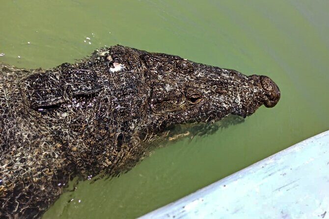 Safari in Rio Lagartos, Coloradas and Mayan Bath - What’s Included and What’s Not