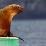 Sail Bainbridge Island & Seattle Waters - Classic Sailboat - Why This Experience Offers Great Value