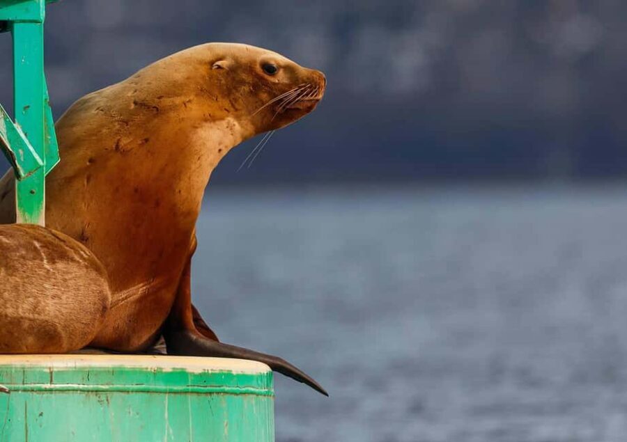 Sail Bainbridge Island & Seattle Waters - Classic Sailboat - Why This Experience Offers Great Value
