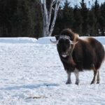 Saint-Félicien Wild Zoo: Winter 2025-2026 Daily Ticket - Who Should Consider This Tour?