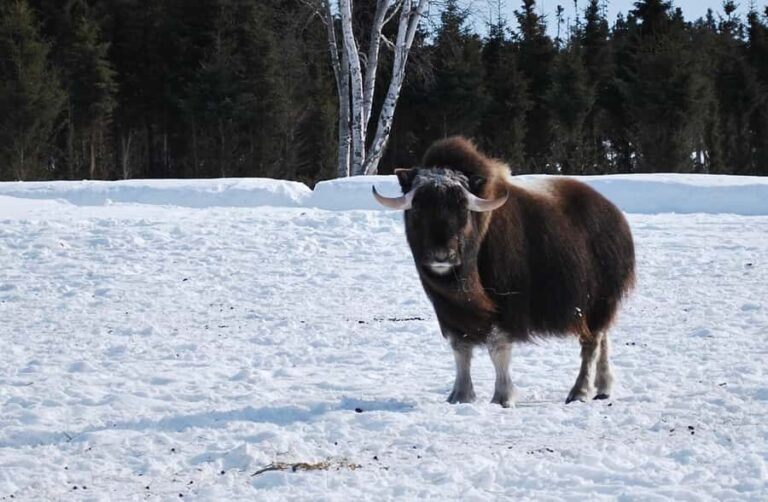 Saint-Félicien Wild Zoo: Winter 2025-2026 Daily Ticket - Who Should Consider This Tour?