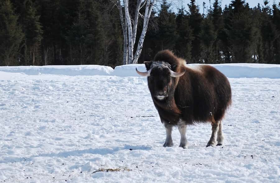 Saint-Félicien Wild Zoo: Winter 2025-2026 Daily Ticket - Who Should Consider This Tour?