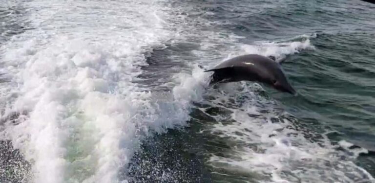 Saint Petersburg: Private Sunset Intracoastal cruise - The Itinerary and Experience